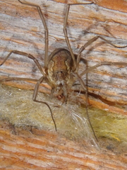 Mitopus morio