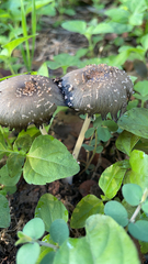 Coprinopsis picacea