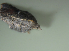 Acleris effractana