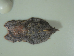 Acleris effractana
