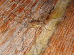 Mitopus morio