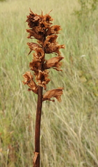 Orobanche