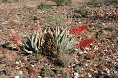 Aloe claviflora
