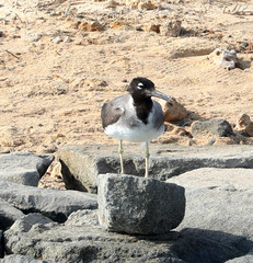Ichthyaetus leucophthalmus