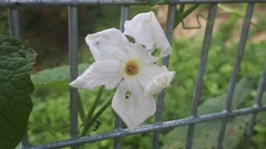 Trichosanthes scabra
