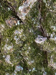 Punctularia atropurpurascens