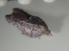 Acleris effractana