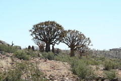 Aloidendron dichotomum