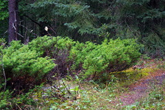Juniperus communis depressa