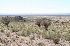 Aloidendron dichotomum