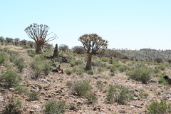 Aloidendron dichotomum
