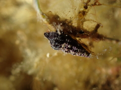 Neogastropoda