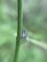 Oxyopes salticus