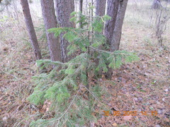 Abies sibirica