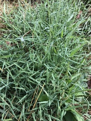 Muhlenbergia schreberi