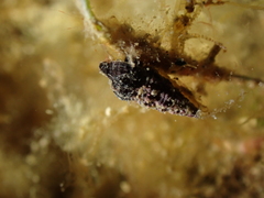 Neogastropoda
