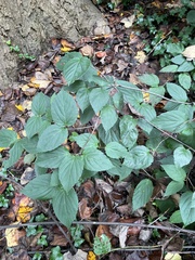 Viburnum setigerum