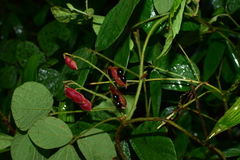 Rhynchosia volubilis