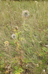 Echinops sphaerocephalus