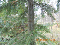 Abies sibirica
