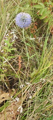 Echinops ritro ruthenicus