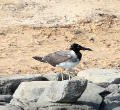 Ichthyaetus leucophthalmus