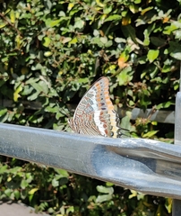 Charaxes jasius