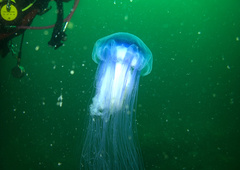 Cyanea lamarckii