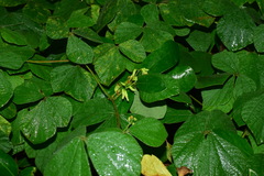 Rhynchosia volubilis