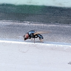 Lonchaea