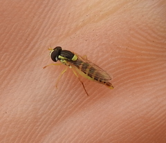 Sphaerophoria scripta