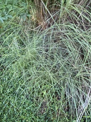 Eragrostis curvula
