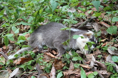 Melogale subaurantiaca