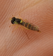 Sphaerophoria scripta
