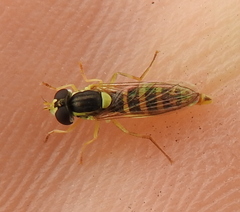Sphaerophoria scripta