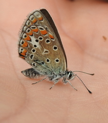 Polyommatinae