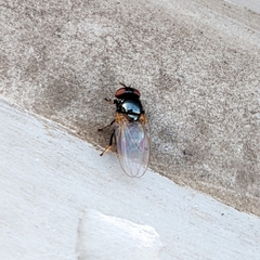 Lonchaea