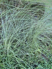 Eragrostis curvula