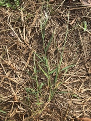 Muhlenbergia schreberi