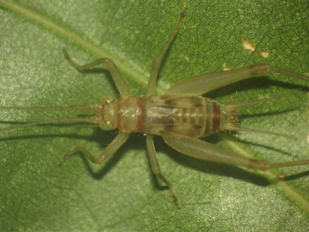 Amusurgus