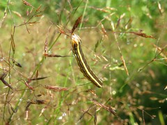 Trichordestra legitima