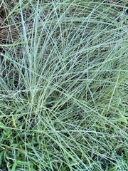 Eragrostis curvula