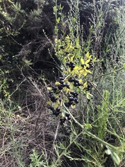 Chrysojasminum fruticans