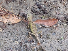 Diploderma swinhonis