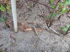 Diploderma swinhonis