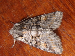 Brachylomia viminalis