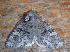 Brachylomia viminalis