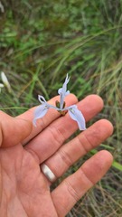 Moraea tripetala