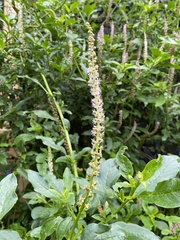 Phytolacca icosandra