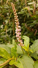 Phytolacca icosandra